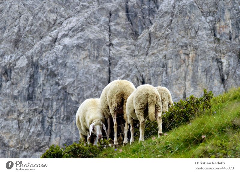 auf der alm Schaf Alm wandern Tier Berge u. Gebirge Bergsteigen Milch Wiese Wolle Almabtrieb Bergbauer Felsen Felswand Fressen Fraß Landschaft