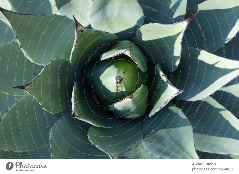 Beispielhafte Pflanze der Art Agave parryi, oder Mescal-Agave, mit dicken Blättern, mit Stacheln und Dornen in einem botanischen Garten, Madrid, Spanien