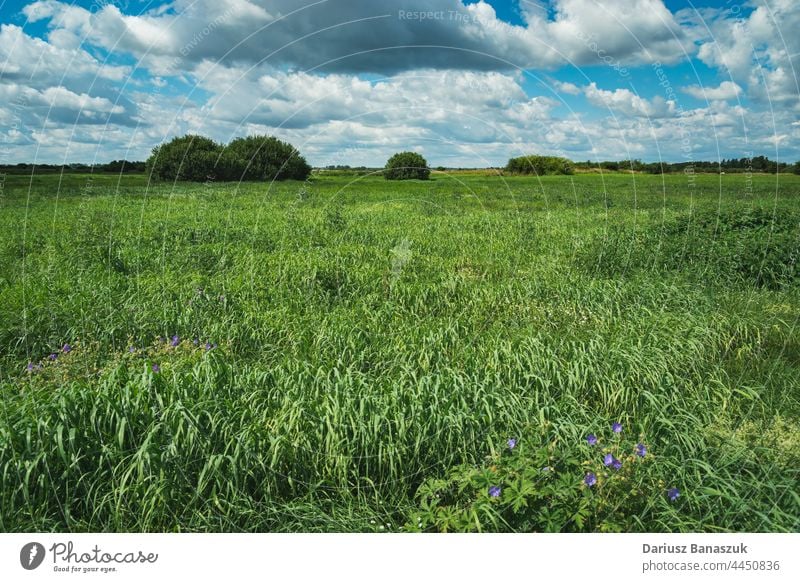 Grüne Wiese mit hohem Gras und Wolken am Himmel Cloud Natur grün blau Landschaft Sommer schön Pflanze Schönheit Hintergrund Feld Umwelt hoch natürlich im Freien