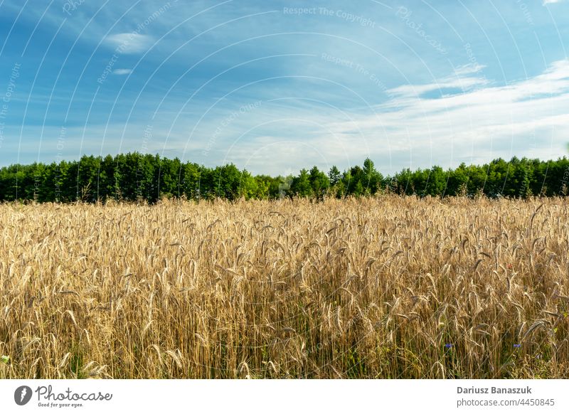 Triticalefeld und grüne Bäume, Wolken am Himmel Feld blau Cloud Ackerbau Wald Baum Natur Bauernhof Landschaft Pflanze Sommer Wachstum Weizen Hintergrund