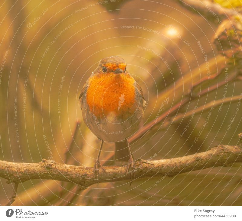 Rotkehlchen im Morgenlicht..... Vogel Außenaufnahme Menschenleer Schwache Tiefenschärfe Farbfoto Ganzkörperaufnahme niedlich sitzen Umwelt Wildtier Natur Tag