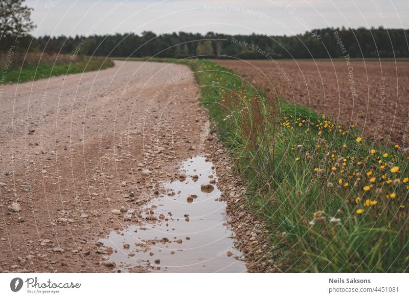 Pfütze auf Schotterstraße, Weg in lettischer Landschaft führt vorwärts, abbiegende Straße, gelbe Blumen am Rand, landwirtschaftliches Feld und Wald in der Ferne