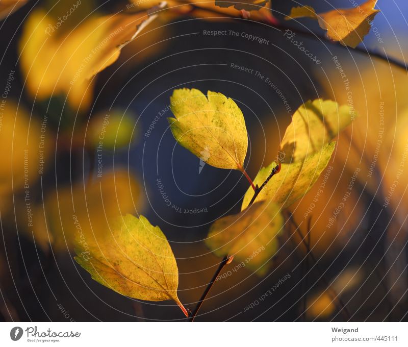 Herbsthauch harmonisch Erholung ruhig Meditation Umwelt Natur Pflanze alt genießen hängen frisch blau gelb gold Herbstlaub herbstlich Blatt Farbfoto