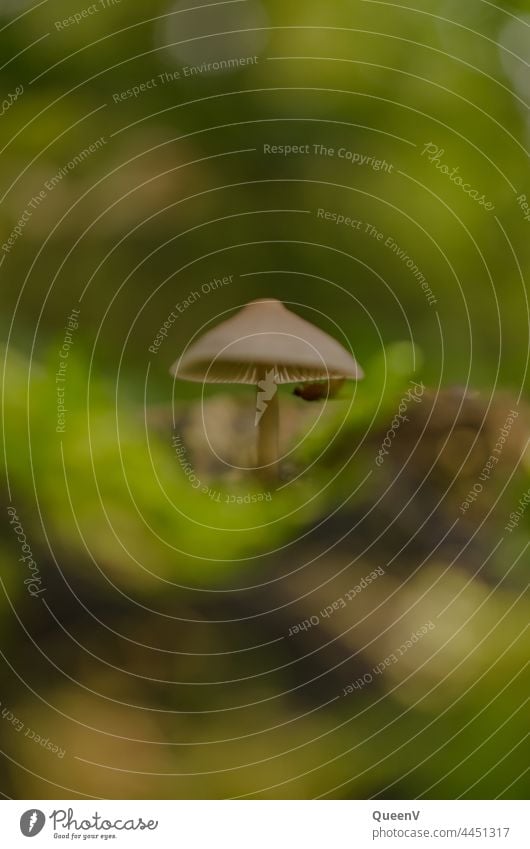 Klein Pilz mit Insekt Natur Makroaufnahme Herbst Wald grün September Oktober herbstlich Waldboden Herbsturlaub Pilzhut natürlich Umwelt Wachstum Nahaufnahme