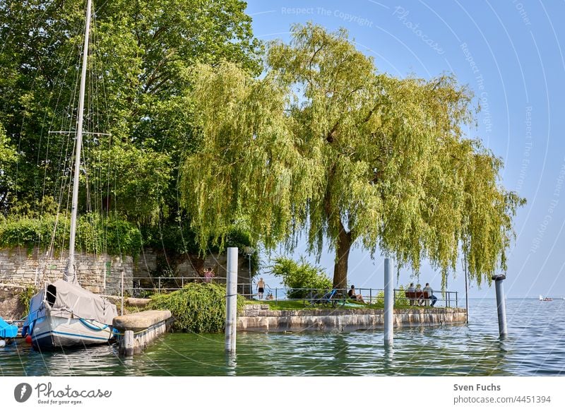 Ein Baum am Überlinger Mantelhafen Überlingen Hafen Bootshafen Jachthafen Mantelöffnung Investor Wasser Bodensee Himmel blau grün Spazierweg Seepromenade