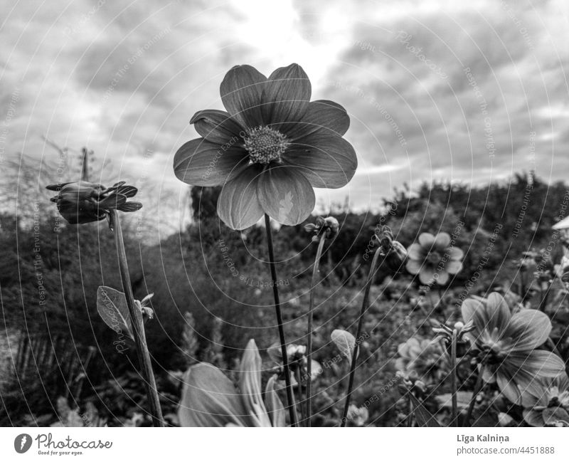 Einzelne Dahlie gegen den Himmel Dahlien Blume Blüte Dahlienblüte Garten Natur Blühend Pflanze Sommer Gartenblume Blütenblätter Nahaufnahme Blütenblatt