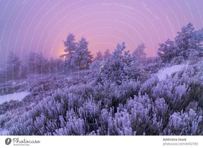 Verschneite, immergrüne Bäume unter dem Sonnenuntergangshimmel Winter Schnee Baum Dunst kalt Landschaft Flora Frost Tal Umwelt Natur nadelhaltig Pflanze Tanne