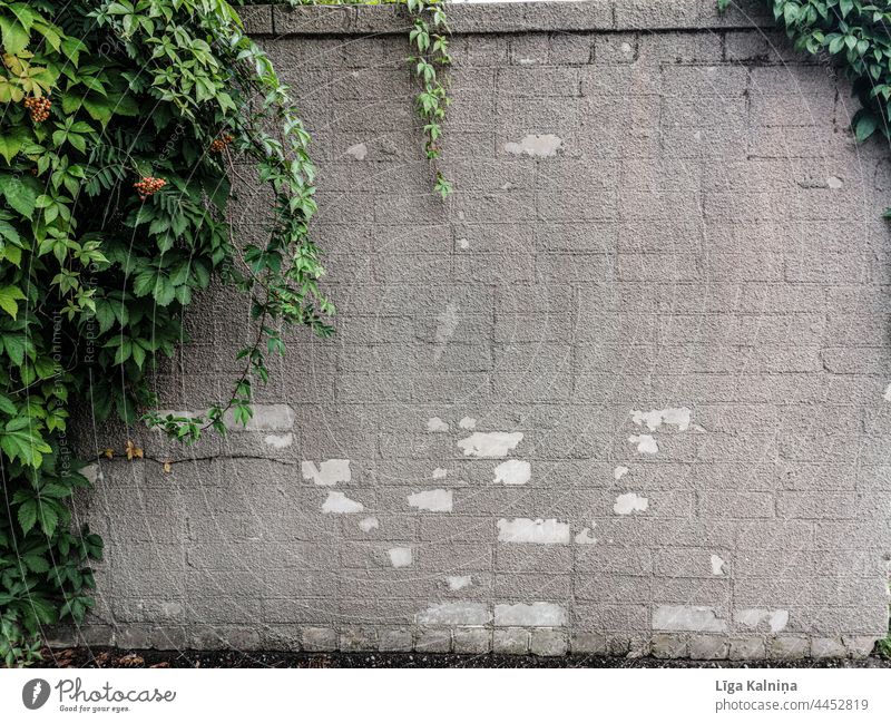 Backsteinmauer mit grünen Blättern auf der linken Seite Baustein Wand Hintergrund Backsteinwand Mauer Fassade Strukturen & Formen Backsteinfassade Bauwerk