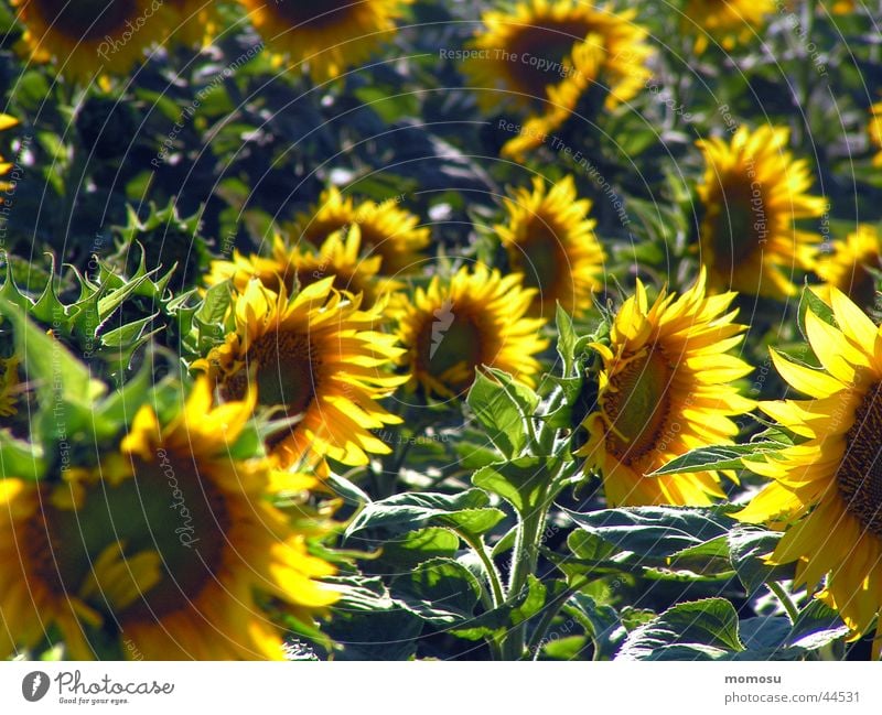 im sonnenfeld Feld Sonnenblume Blume Blüte grün gelb Ackerbau Ernte