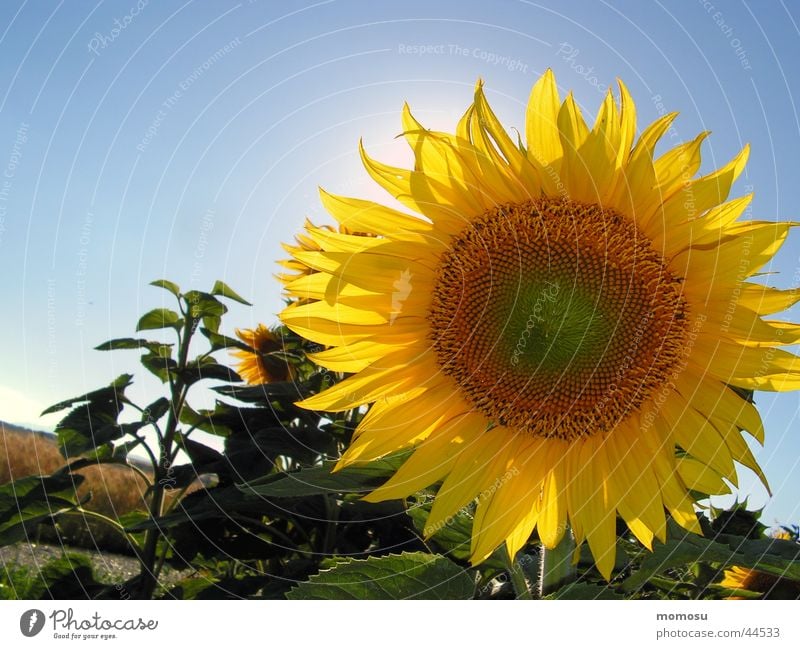 against the sun Sonnenblume Blüte Blume Feld Himmel