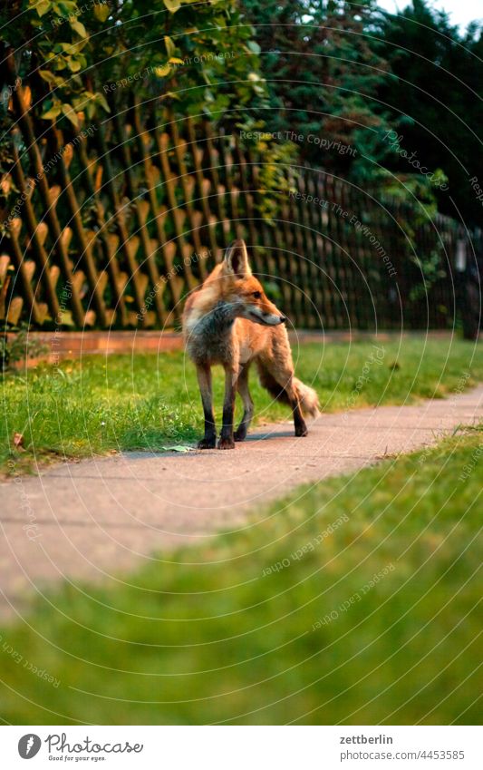 Fuchs im Garten - 8001 dunkel dämmerung ferien fuchs garten kleingarten kleingartenkolonie menschenleer natur pflanze rotfuchs ruhe saison schrebergarten