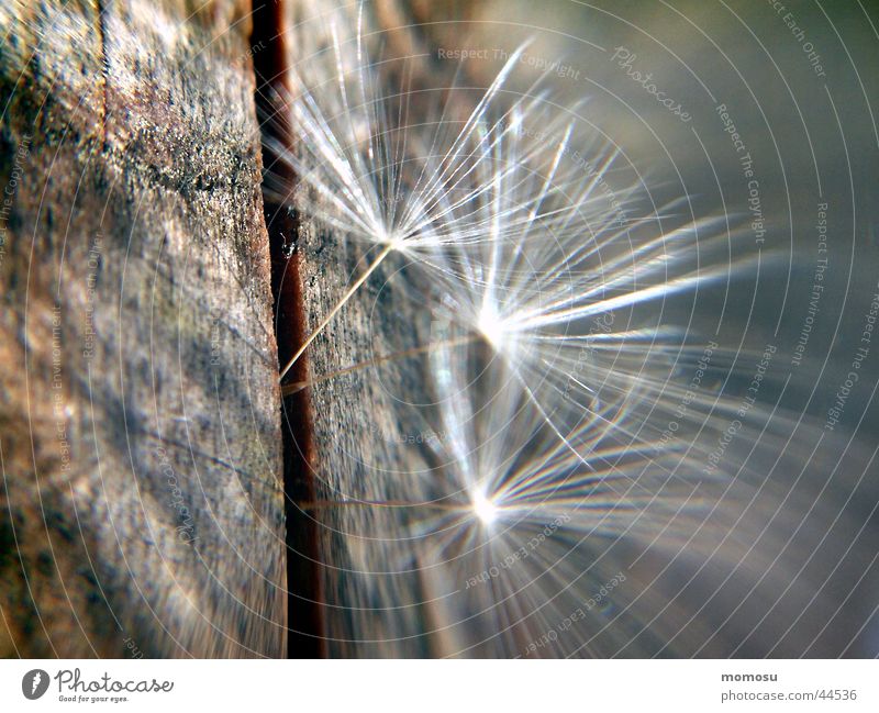 flugsamen Löwenzahn Licht Holz zart Fortpflanzung Samen Schatten