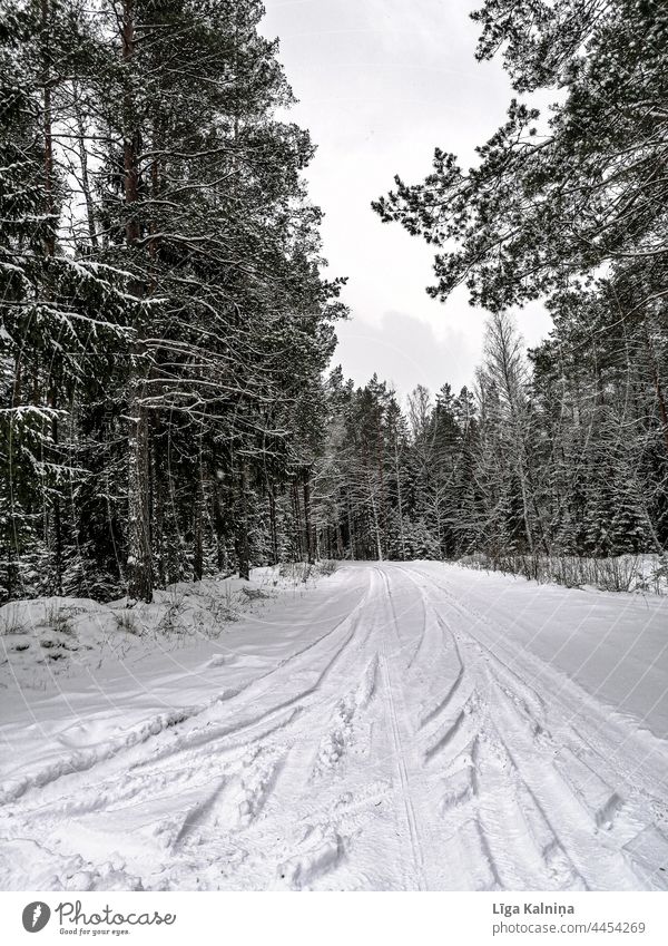 Winterlandschaft Winterstimmung Schnee Wintertag kalt Natur Landschaft Winterwald Frost Kälte Umwelt Wetter frieren Schneelandschaft Winterspaziergang