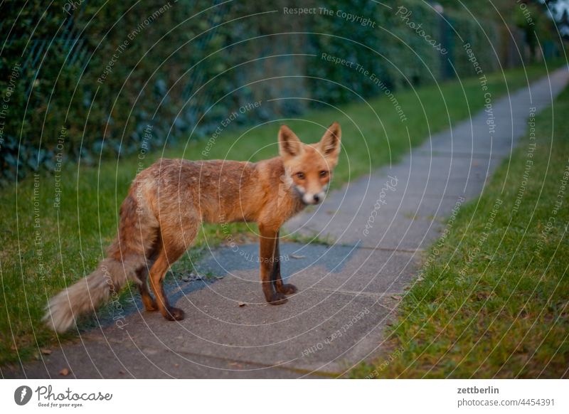 Fuchs im Garten - das sind dann alles in allem 8000 Fotos bei PC dunkel dämmerung ferien fuchs garten kleingarten kleingartenkolonie menschenleer natur pflanze