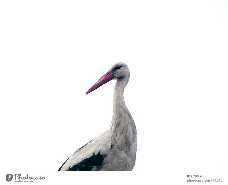 klapperstorch Storch Zugvogel Horst Bundesland Burgenland Geburt