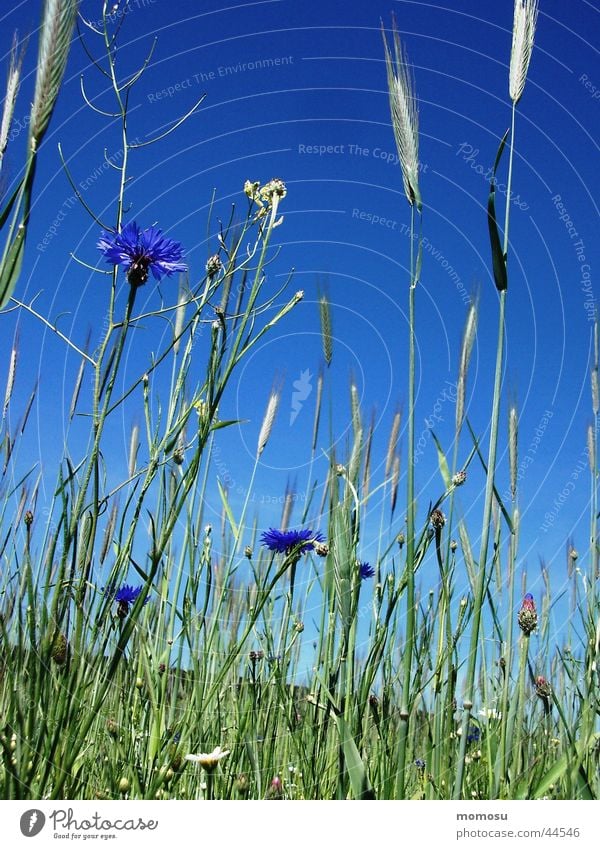 auch hier gibt es kornblümchen Kornblume Blume Feld grün Wiese Getreide Himmel blau