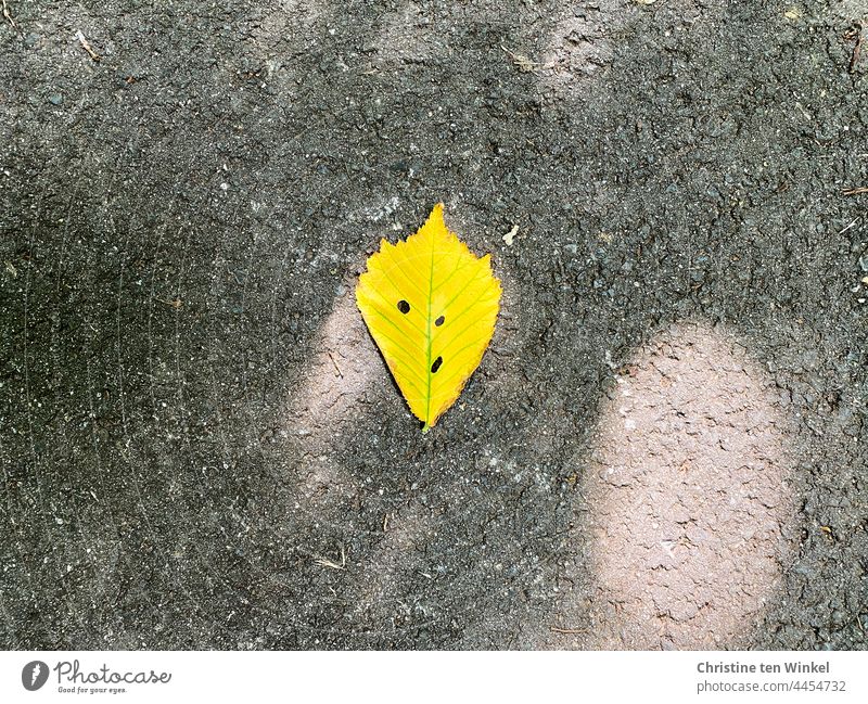 Ein gelbes Herbstblatt liegt auf dem Gehweg und scheint den Betrachter mit schrägem Blick anzuschauen Herbstlaub Blatt Herbstfärbung Sonnenlicht