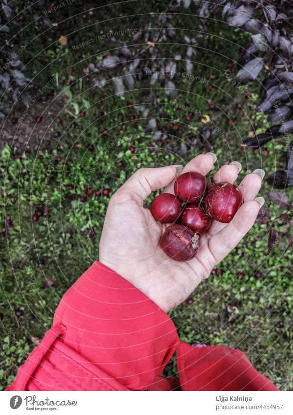 Pflaumen in der Hand Pflaumenbaum Baum Außenaufnahme Farbfoto Frucht grün Ernte Garten lecker Obstbaum Obstgarten Bioprodukte Natur Lebensmittel saftig