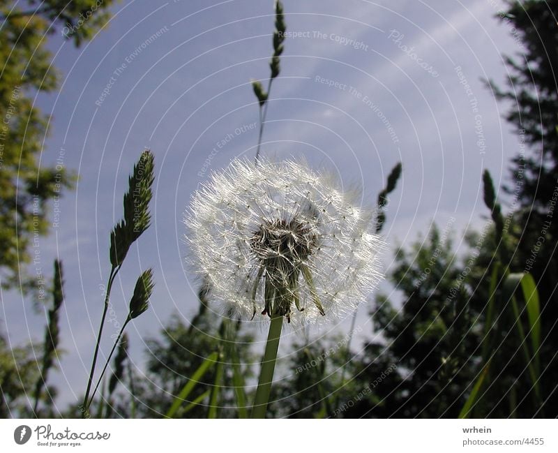 Pusteblume Blume Löwenzahn