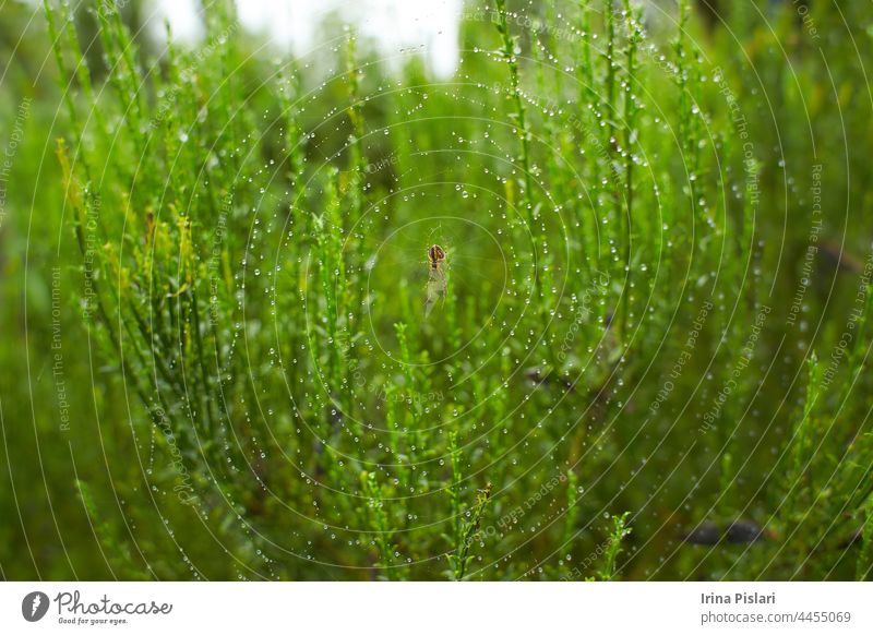 Die Spinne im Wald webt ihre starken Netze. Spinnennetz im Tau. Tier Herbst Hintergrund botanisch hell schließen Nahaufnahme Gefahr Detailaufnahme Details