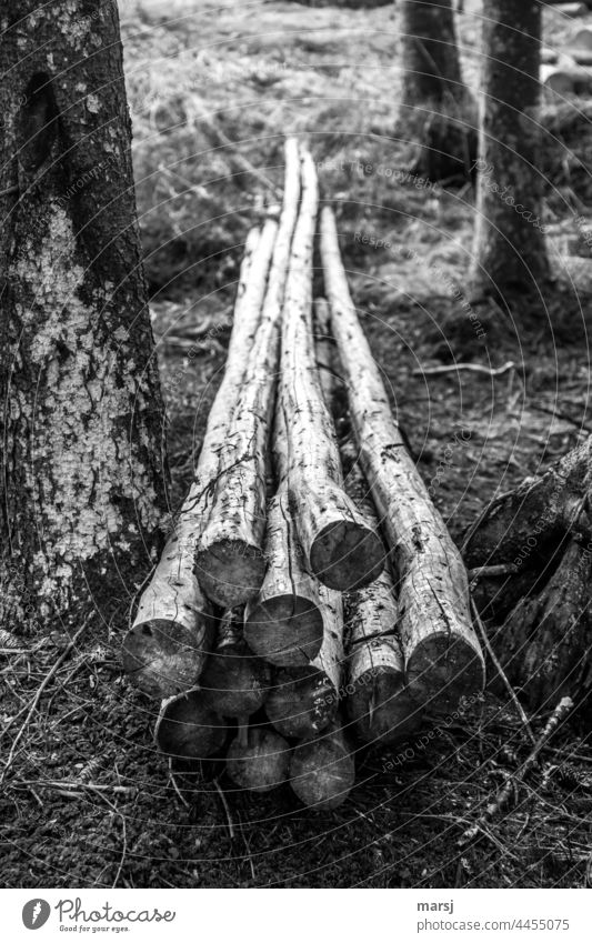 Langholz im Wald. Geschält, und ordentlich zum Abtransport bereit. Stapel CO2-neutral Holz Brennholz gestapelt vorsorgen Vorrat Holzstapel nachhaltig natürlich