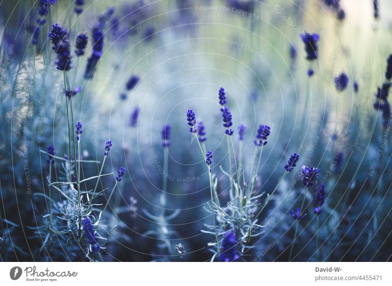 Duft von Lavendel Lavendelfeld Lavendelduft lila Blumen sommerlich violett Lavendelblüten