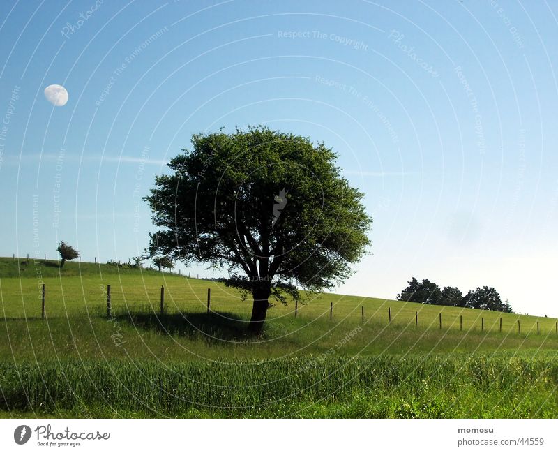 mondbaum Baum Wiese Feld Gras Frühling Sommer Zaun Mond Himmel