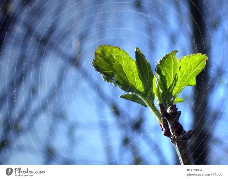 erwachen Blatt aufwachen Frühling Beginn Neuanfang grün Trieb Zweig Blütenknospen Himmel blau