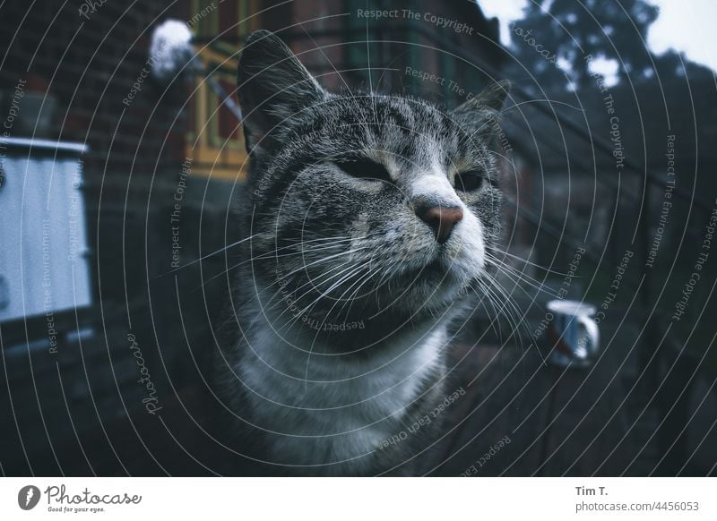 ein schönes Katzengesicht und im Hintergrund ein Bauernhof Gesicht Polen Tier Haustier niedlich Auge Fell Farbfoto Ein Tier katzenhaft Hauskatze Haustiere