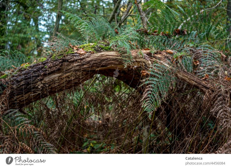 Unterholz mit Farn im Wald Natur Pflanze Moos Blatt Baum Baumstamm Gestrüpp Vergänglichkeit Verwandlung Humus Umwelt Tag Tageslicht Ast Wachstum Grün Braun