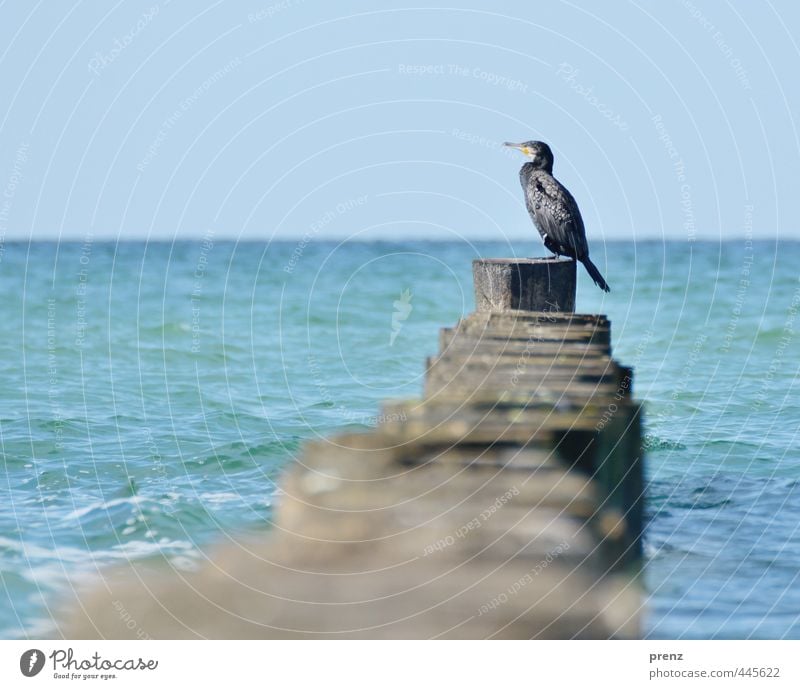 Kormoran - Darß Umwelt Natur Landschaft Tier Sommer Schönes Wetter Küste Ostsee Meer blau braun Buhne Perspektive Farbfoto Außenaufnahme Menschenleer