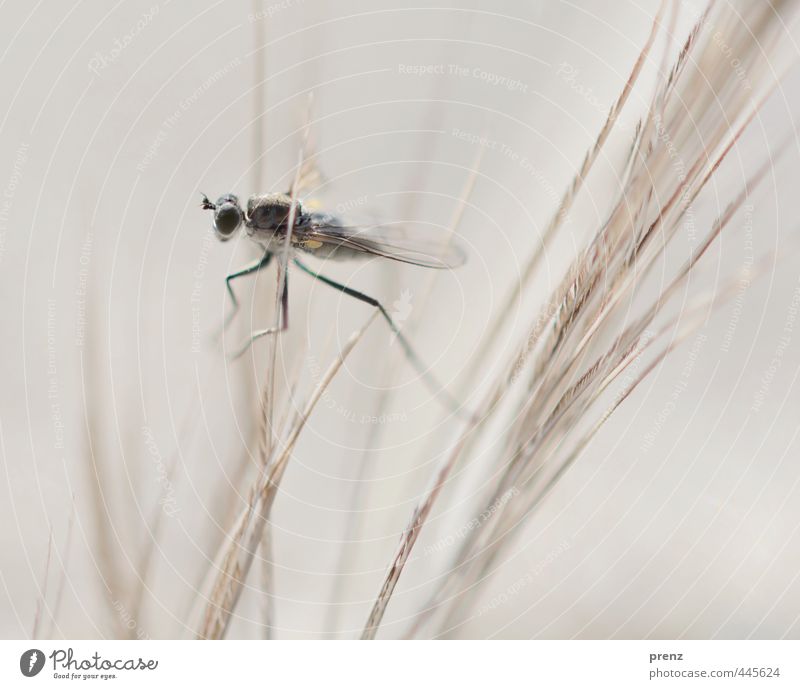 insectus kleinus Umwelt Natur Tier grau schwarz Fliege Schnake Insekt Farbfoto Außenaufnahme Nahaufnahme Makroaufnahme Textfreiraum oben Tag