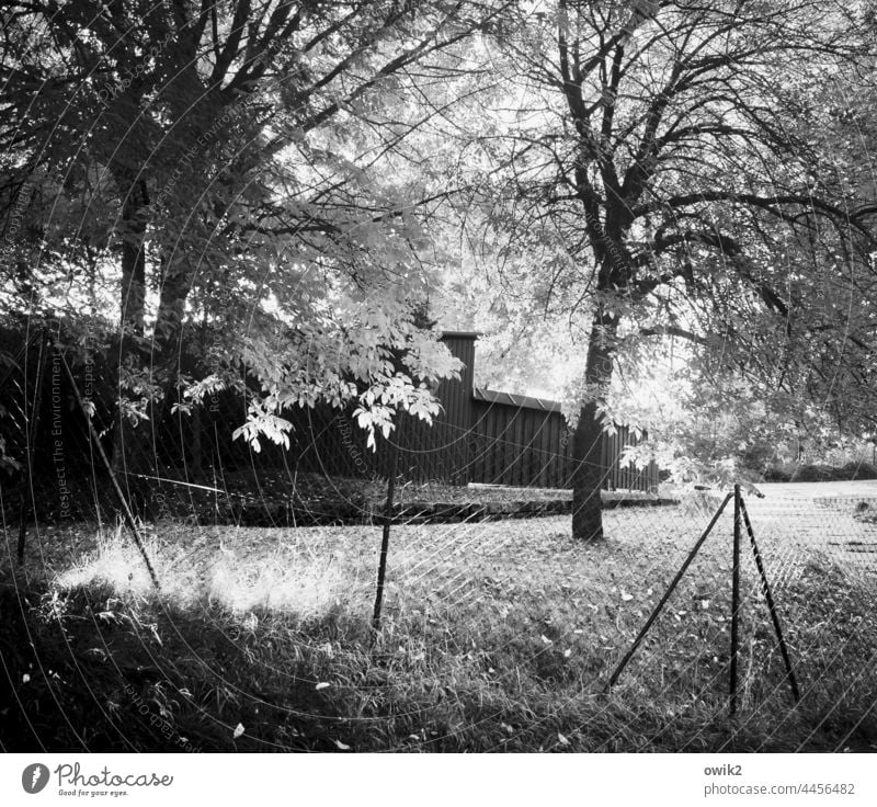 Flechtwerk Landschaft Idylle friedlich Bäume Schönes Wetter Wiese Totale Tag Menschenleer beschaulich leuchten Natur ruhig Äste und Zweige Schwarzweißfoto