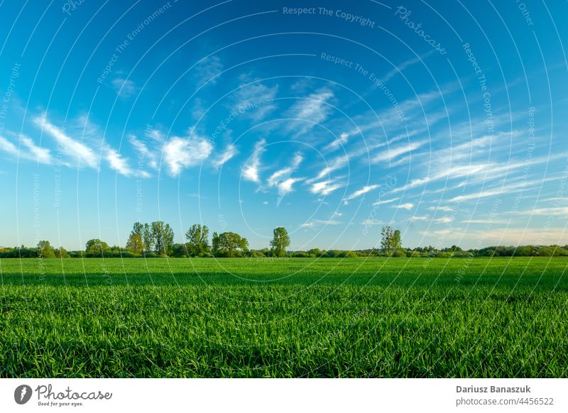 Grüner Mais und tolle Wolken am Himmel Feld grün Weizen Pflanze Cloud erstaunlich blau ländlich Sommer Landschaft Ackerbau Natur Landwirtschaft Horizont