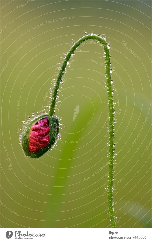 canina rosacee in grünem Hintergrund und drop Garten Natur Blume Blatt Tropfen Blühend wild braun rot schwarz Hundsrose Leguminose Weiß-Klee Bleichgesichter