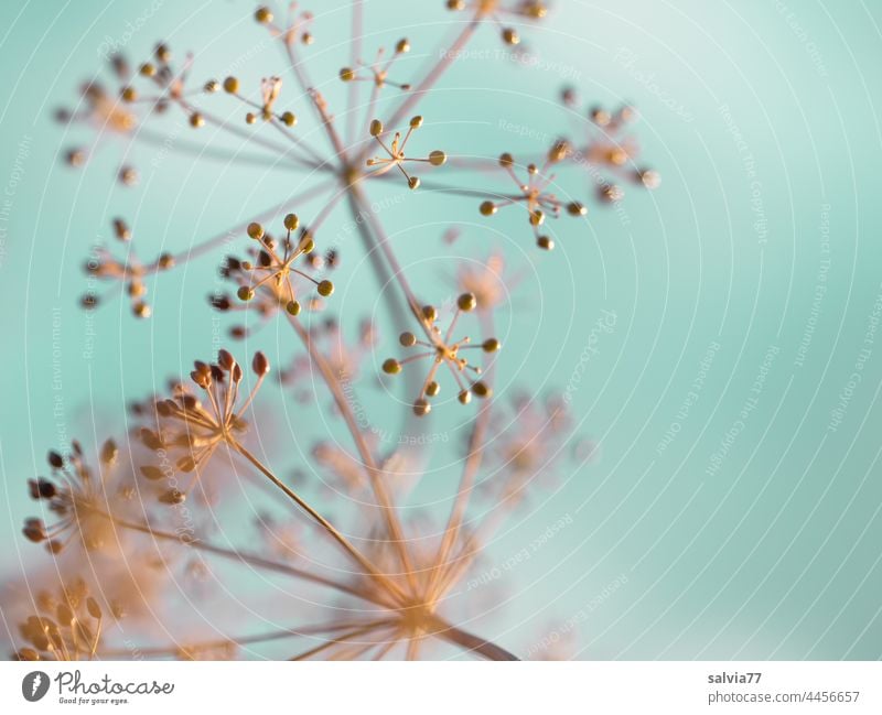 Dill Dolden im Abendlicht vor blauem Hintergrund Dilldolden Samenstand Doldenblütler Pflanze Garten Nutzpflanze Schwache Tiefenschärfe Kräuter & Gewürze