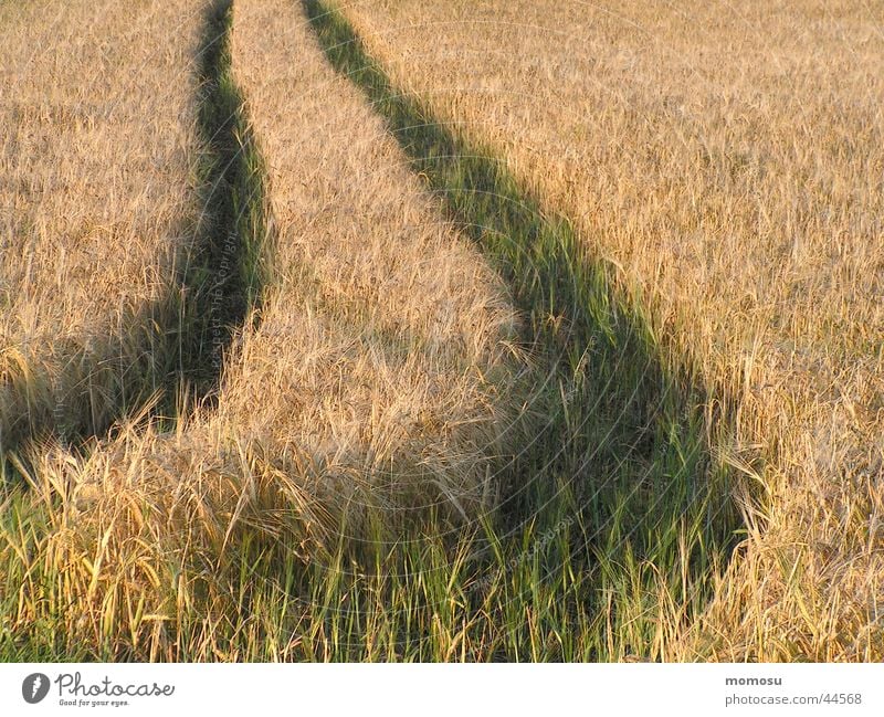 ...spuren hinterlassen Feld Spuren Sommer Biegung Getreide Wege & Pfade Linie Ernte Kurve