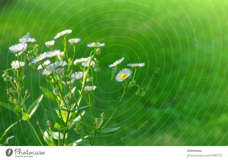 ein hauch von grün Wiese Gras Blüte Sommer weiß Garten Detailaufnahme Heilpflanzen