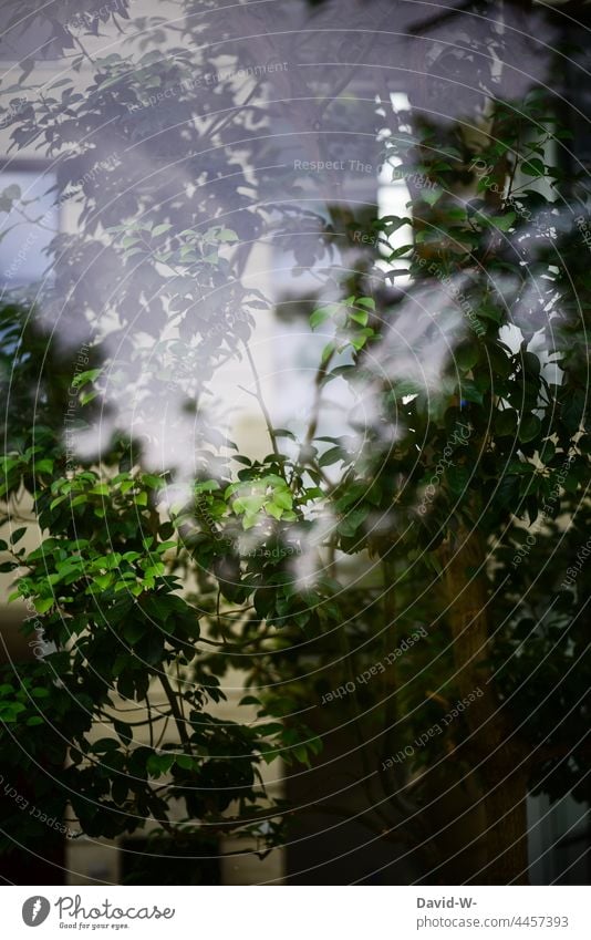 Pflanze hinter einer Glasscheibe - Spiegelung und Reflexion Baum Umwelt nachhakligkeit Reflexion & Spiegelung Fensterscheibe Natur Grün