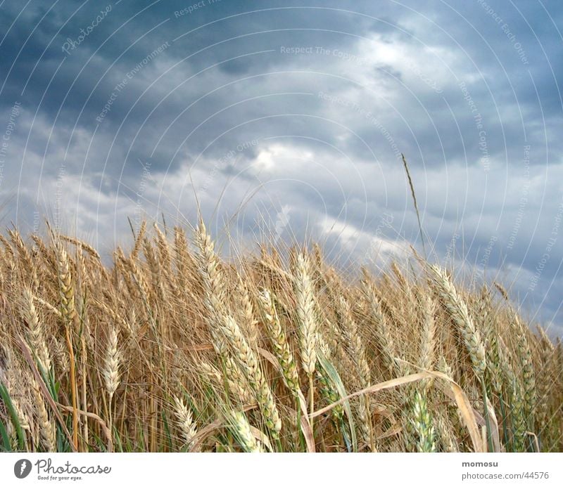 bewölktes korn Wolken dunkel Sommer Getreide Korn Gewitter Abend