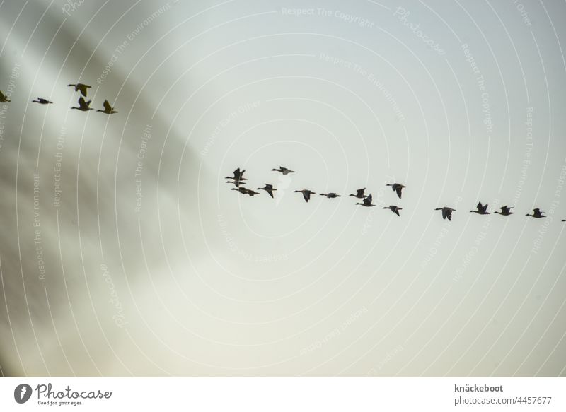 wildgänse graugänse Außenaufnahme Gänse fliegen Wildtier Zugvogel Vogel Schwarm Vogelschwarm Himmel Tiergruppe Zugvögel Vogelzug Herbst Freiheit Natur frei