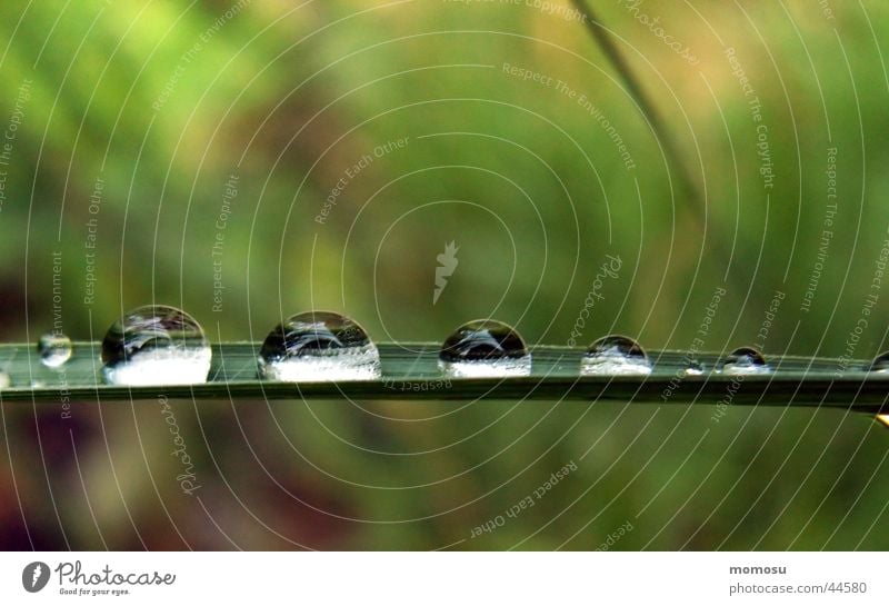 tropfengalerie Gras Halm nass Wiese Wassertropfen Regen Kugel