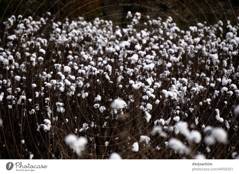 Schneeflocken auf den Blüten. Natur Wetter Schneefall Winter kalt Menschenleer Umwelt Winterstimmung Frost Landschaft Wintertag weiß Außenaufnahme frieren