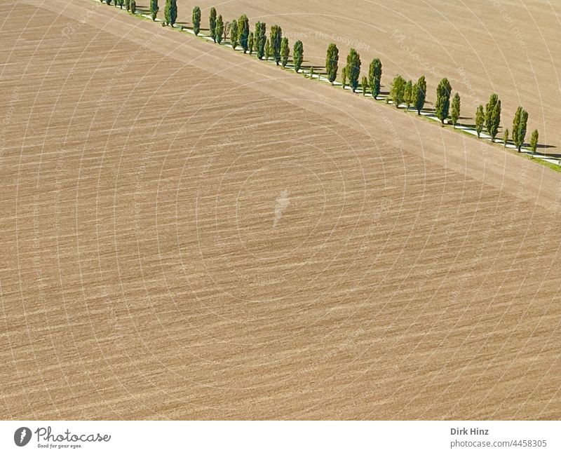 Baumallee an landwirtschaftlichem Feld, Freiraum links / unten Landwirtschaft Monokultur Landschaft Allee Ackerbau Natur Außenaufnahme Umwelt Menschenleer