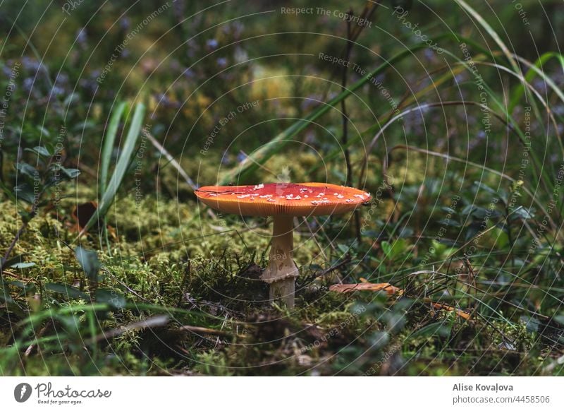 Amanita muscaria Fliege amanita Pilz Fliegenpilz Wald Natur rot herbstlich Pilzhut Giftpilz Herbst Gras Wachstum Pflanze Fliegenpilzhut grün Farbfoto Tageslicht