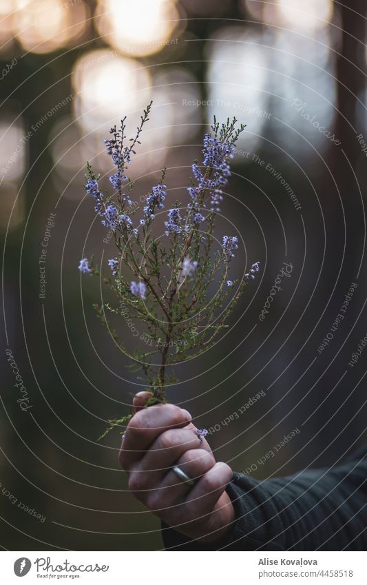 Calluna vulgaris Natur Wald Pflanze Wildpflanze Farbfoto natürlich grün Fliederbusch Forstwirtschaftliche Schiene Blüte Licht Bäume Umwelt