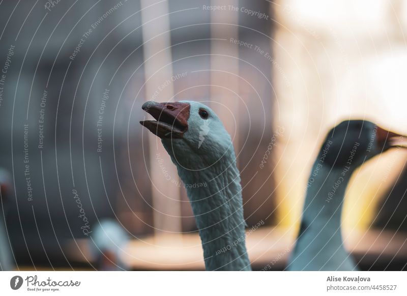 Porträt einer Gans Hausgans Tier Vogel Natur Gänse Farbfoto Haustier Porträt eines Vogels außerhalb Landschaft Vögel Schnabel