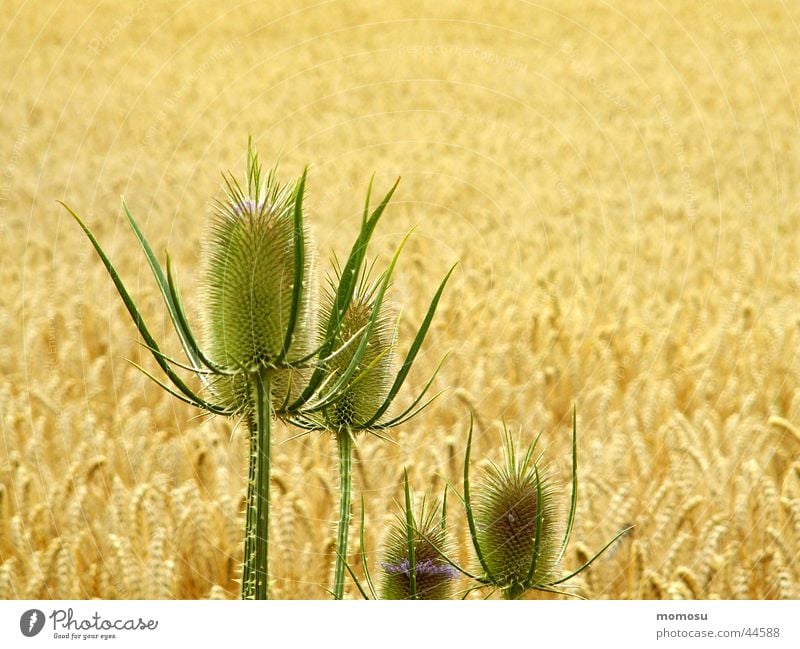 in the field Feld Distel stachelig Sommer Büte Getreide