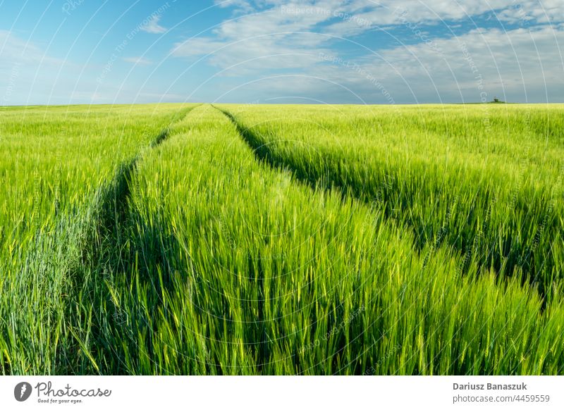 Spuren in einem grünen Gerstenfeld und blauem Himmel Feld Frühling ländlich Müsli Natur Landschaft Gras Ackerbau Bauernhof Korn Bahn Traktor Cloud Pflanze