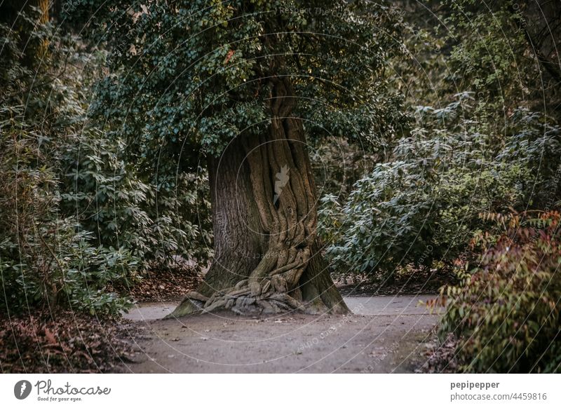 alter, verwurzelter Baum Baumstamm Baumrinde altehrwürdig alter Baum Natur Ast grün Pflanze Außenaufnahme Blatt Wald Umwelt Wachstum Menschenleer Laubbaum Zweig